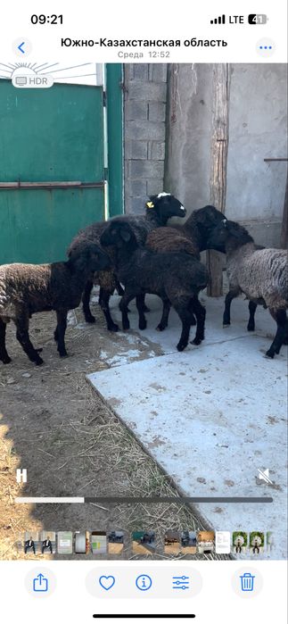 Семіз Қой, Тоқты қошқар