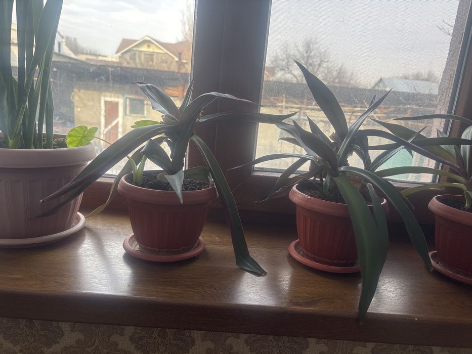 Цветы комнатные растения