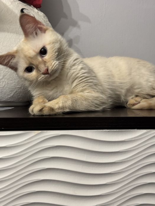 Потерялась кошка, вознаграждение