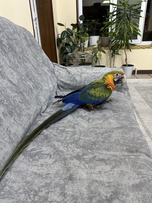 Каталина АРА сотилади жуда ноёб тури АРА ни 6 ойлик донга тушкан.