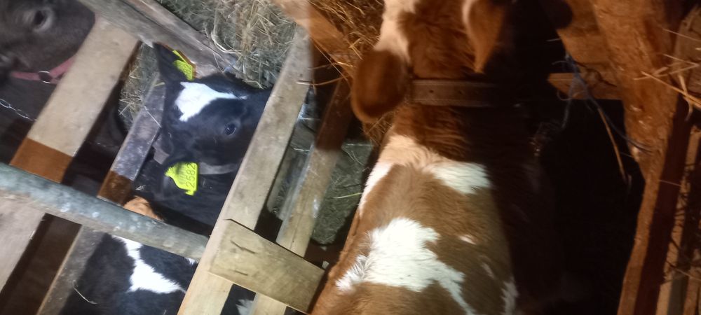 Vitei intarcati tauras si vitea