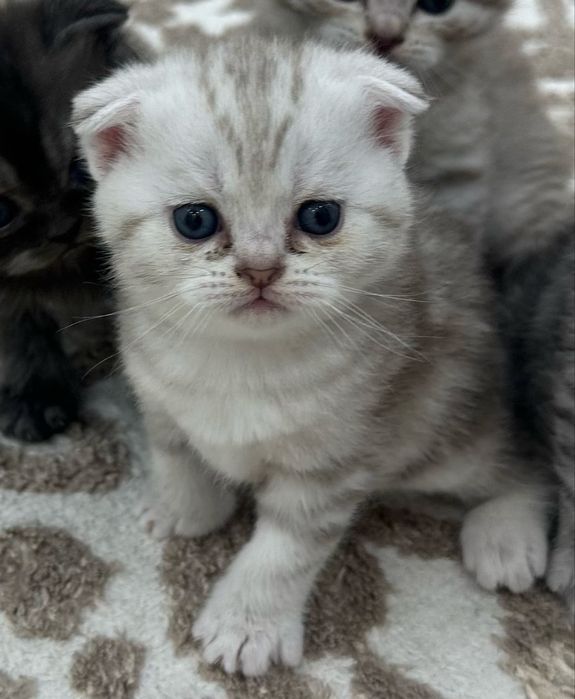 Шотландская вислоухая котята
