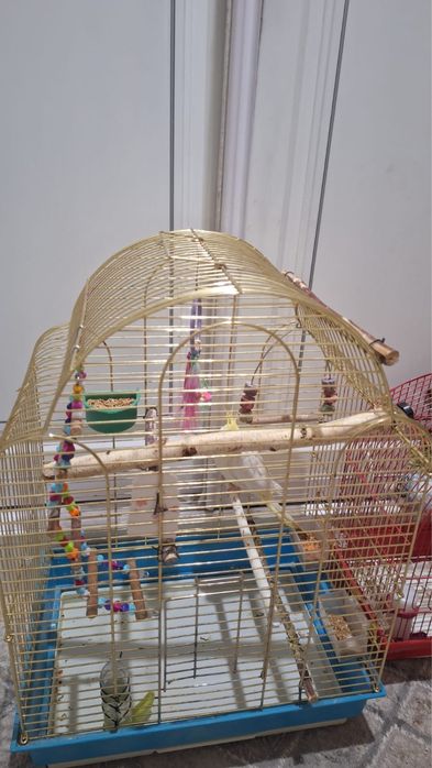 Пропам попугаев