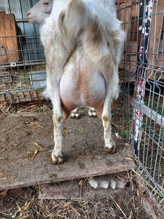 Țap de vânzare rasa Sannen