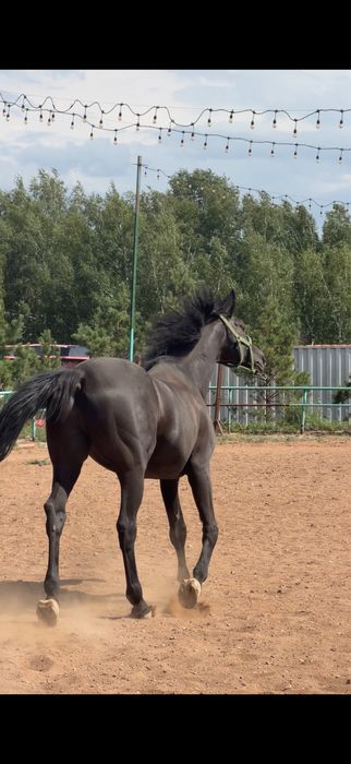 Продается лошадь