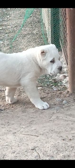 Алабай девочка .