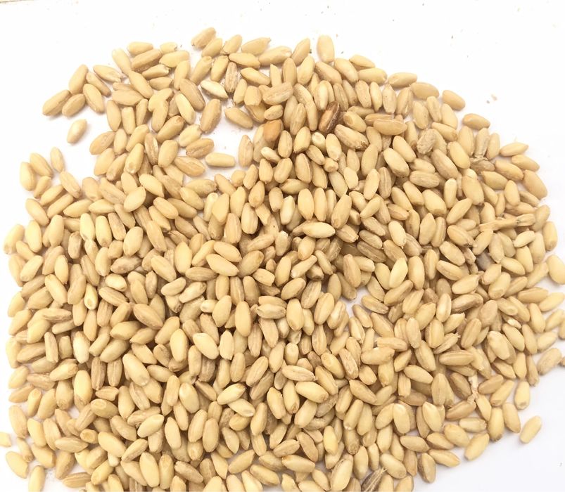 Халим буғдой сифатли. Xalim bug’doy