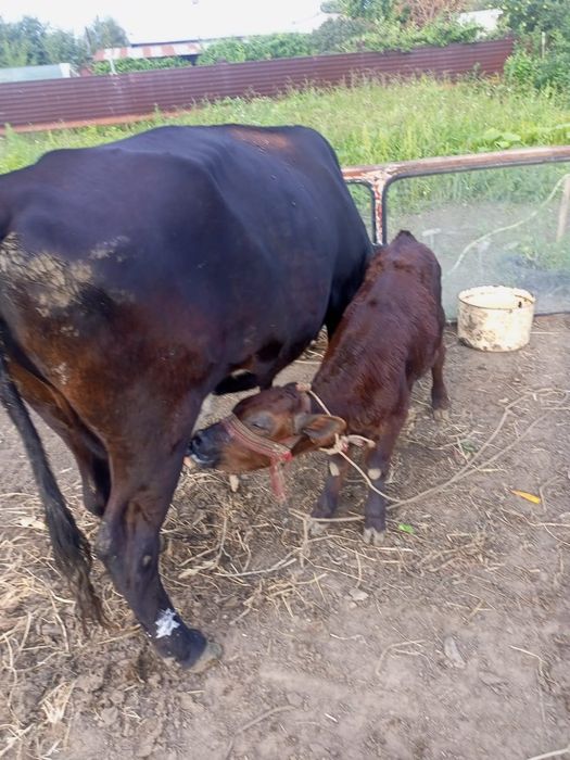Продам Корова с теленком