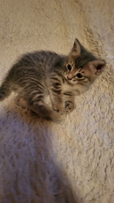 Два замечательных котёнка