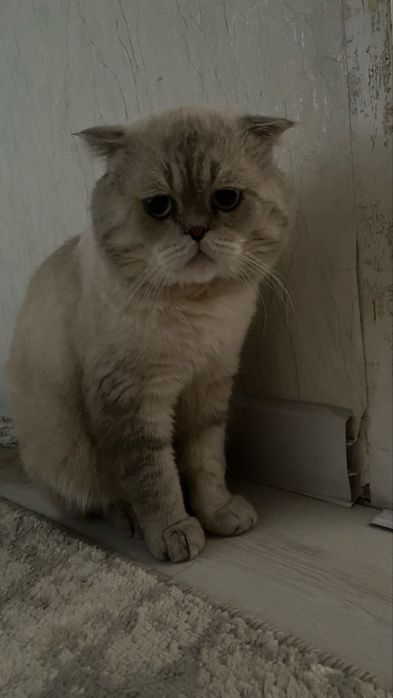 Кот для вязки.Juftlashish uchun erkak mushuk