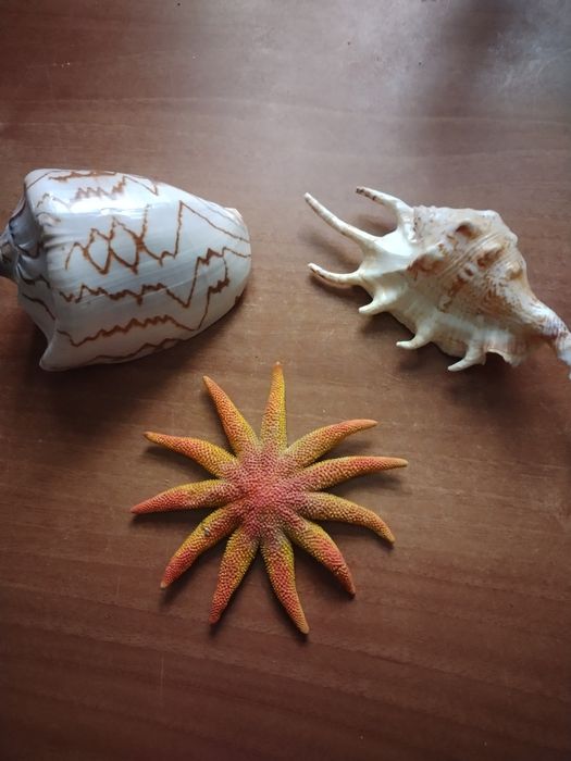 Ракушки и звезда,за все 4000