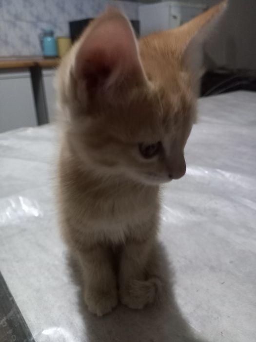 Mushuk bolalari 2 oyli