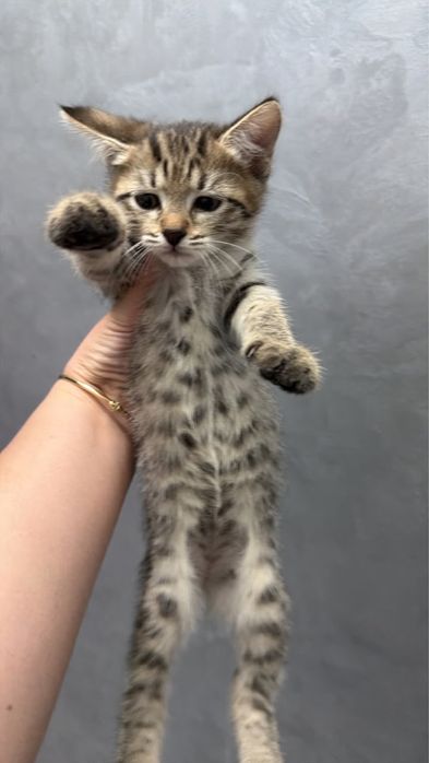Котята в поисках дома
