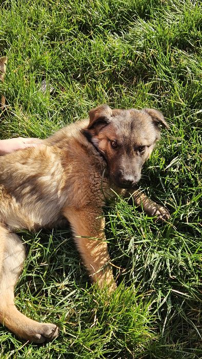 Това прекрасно бебе на около 6 мес,търси своя отговорен човек