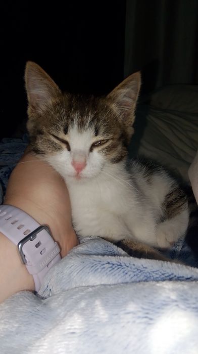 Отдам девочку котёнка