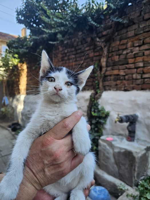 Подарявам котета
