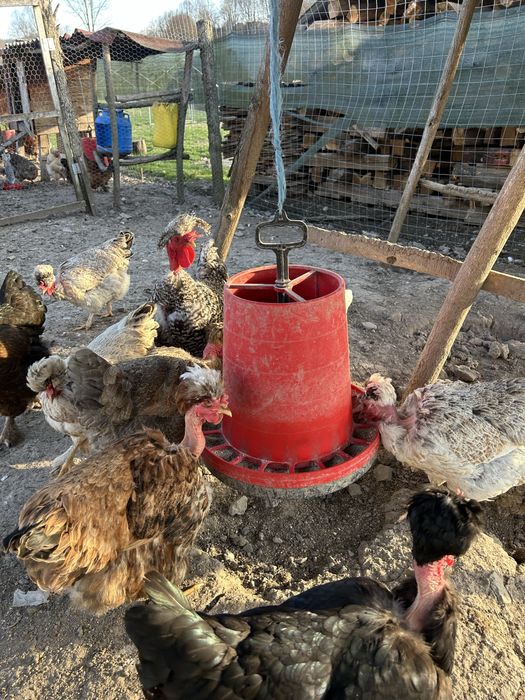 Oua pentru  incubat- gaini golase, motate