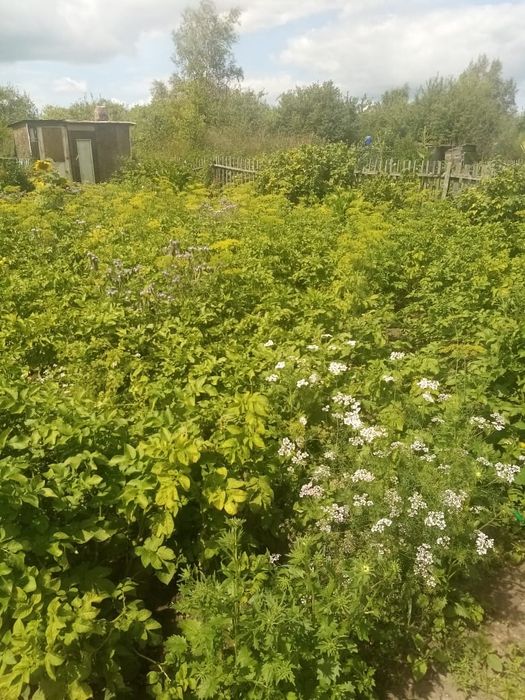 Дача в общещстве Ромашка