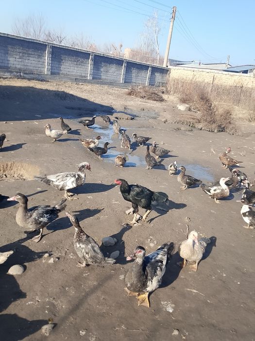 Дакан хуроз товук.