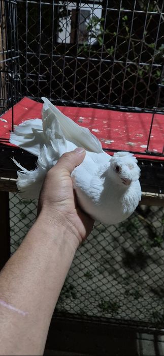 Голубкаа белаяяяя