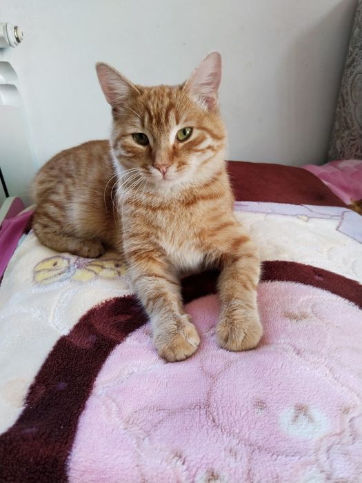 Отдам котика в хорошие руки