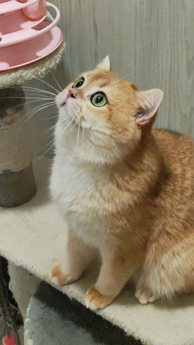 Шикарный  привозной золотая  шиншилла  котик   NY 12на вязку