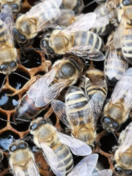 Vând  familii albine.