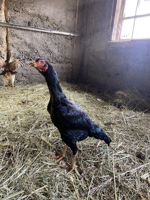 Даканиха даканка кореянка