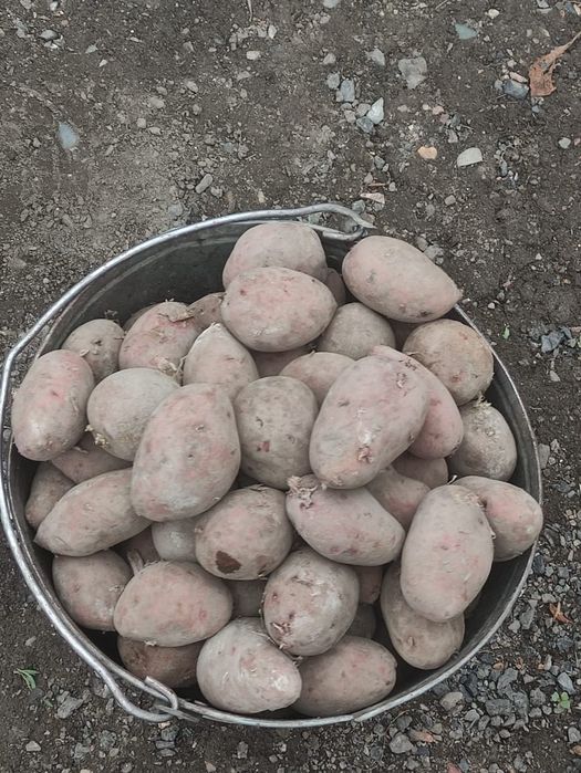 Семенной картофель