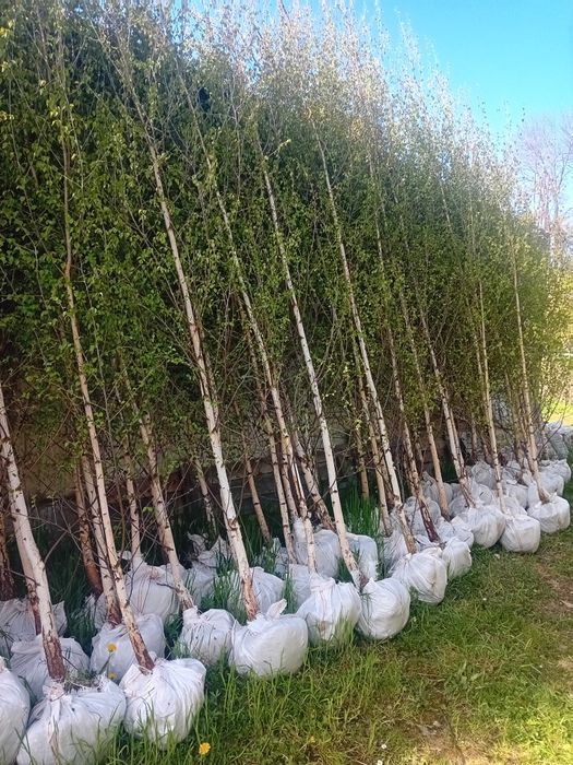 Vând mesteacăn alb ornamental la ghiveci dețin diferite dimensiuni