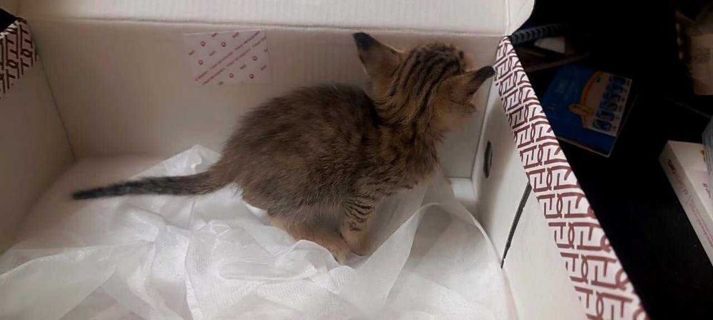 Отдам Котёнка в добрые руки