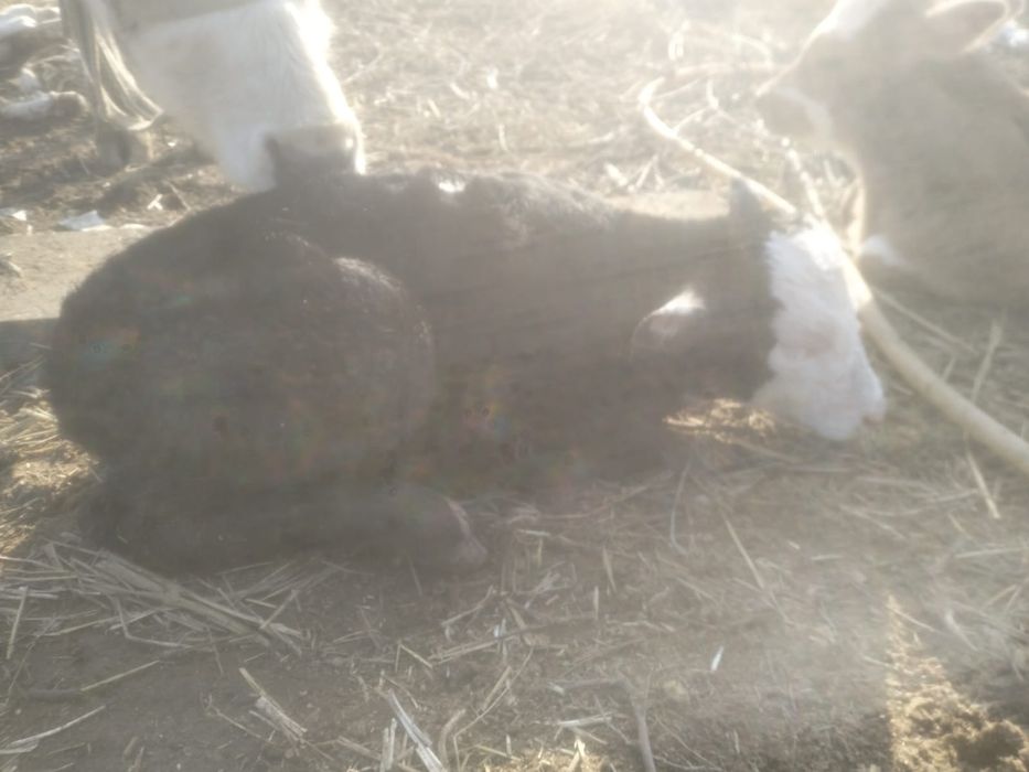 Корова с телёнком