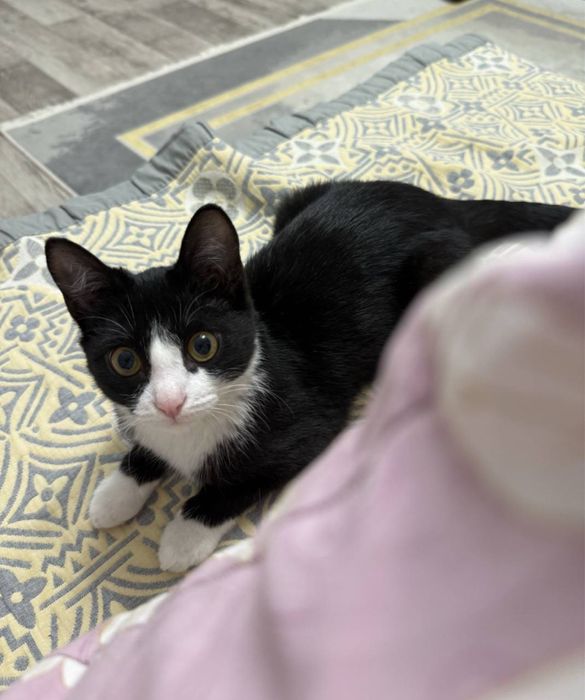 СРОЧНО отдаем кошку