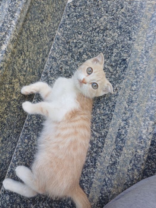 Scottish fold mushuk