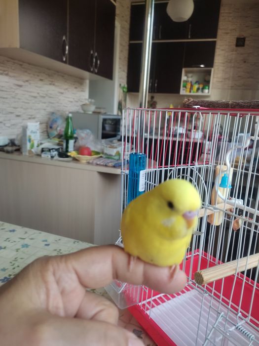 Говорящий ручной волнистик Тоша!