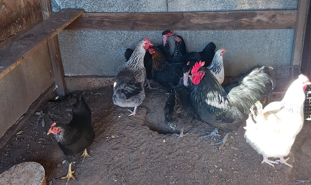 Gaini de țară de vanzare