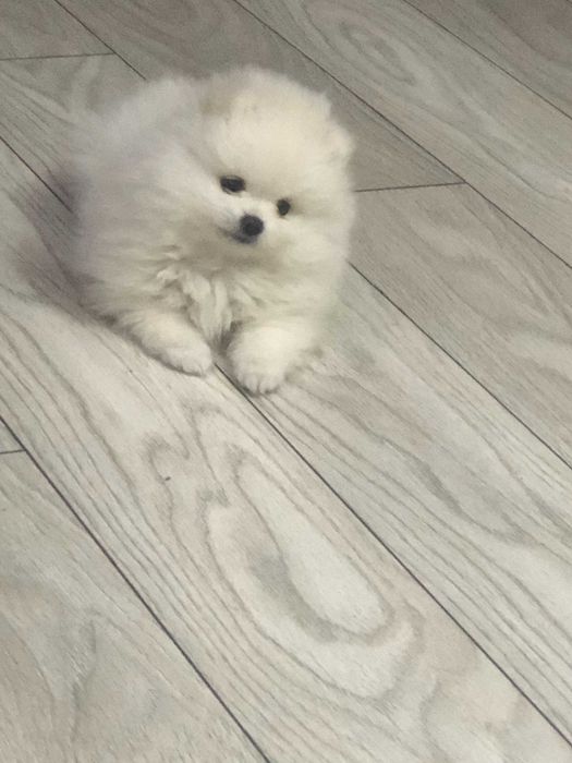 Pomeranian pui - Canisa