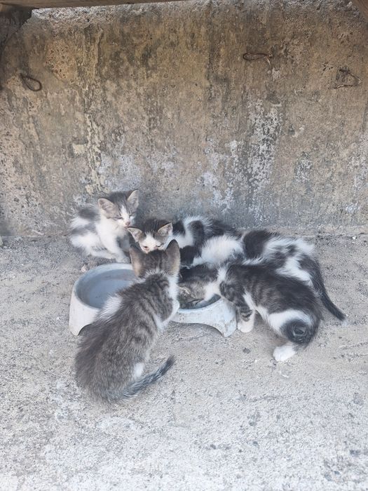 Котята отдам даром