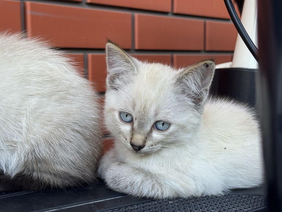 Отдам котят в добрые руки