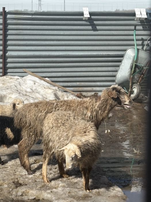 қой сатылады кой баран малдануға