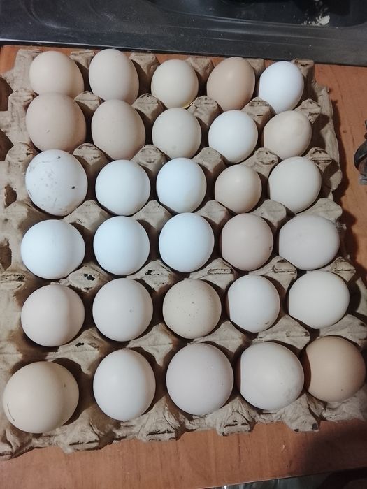 Үй жұмыртқасы, аралас парода 120 тг .