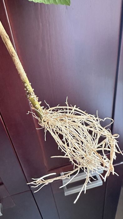 Гибискус, Аглаонема Фридман, Хойя