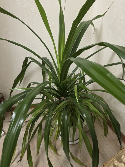 Растение Панданус