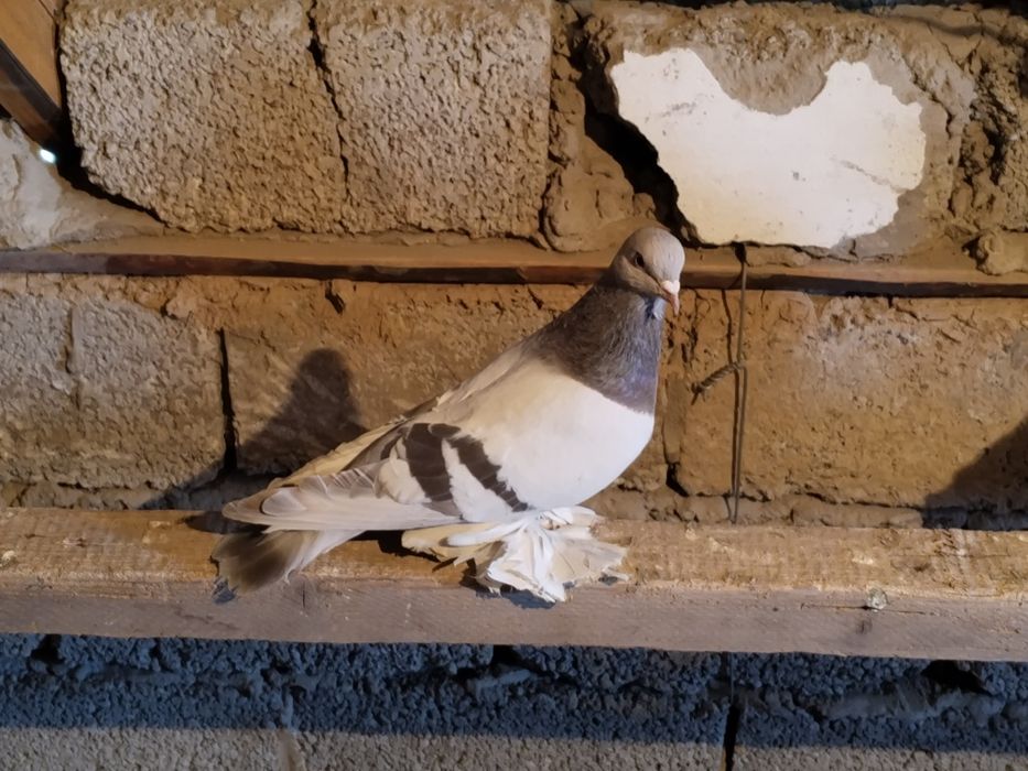 Голубь уды перс.