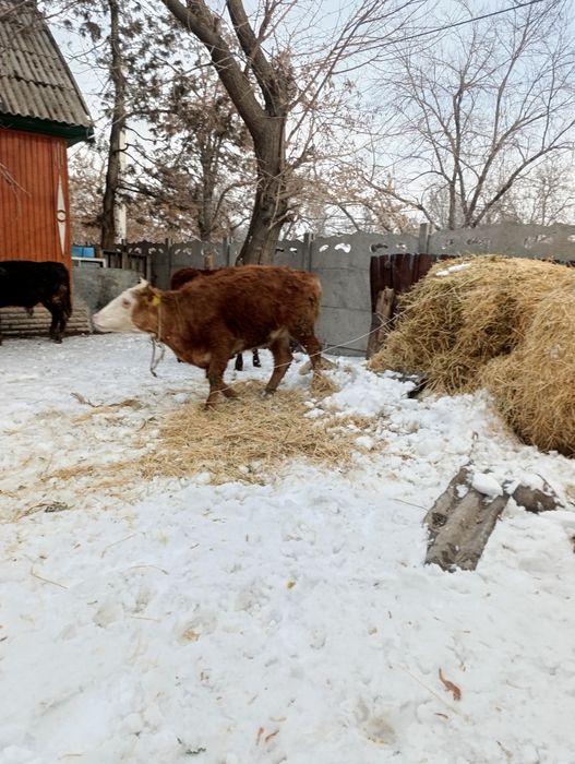 Продам хороших тёлок