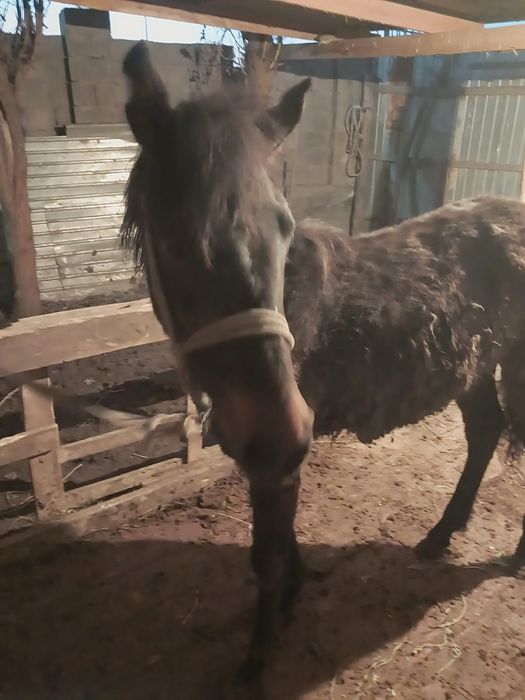 Ургашы Тай сатылады.