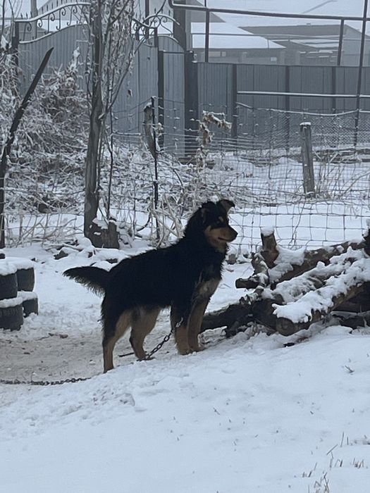 Күшік Еркек………….