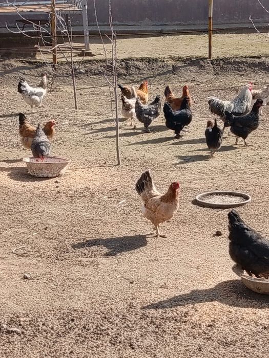 Тауықтар сатылады.