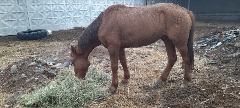 Осы жылқылар сатылады