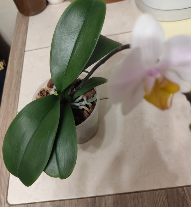 Продам цветущую орхидею